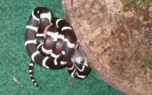 Oreo eating