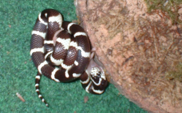 Oreo eating