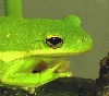 Hyla cinerea profile