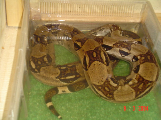 5 1/2' Male Columbian