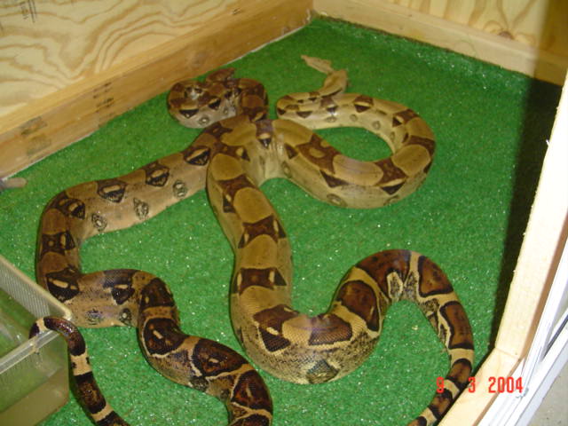 pair of columbians