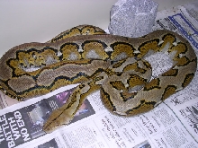 Different pattern Retic
