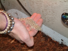 Flea - Moorish Gecko