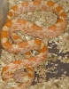 Amel 05 Male