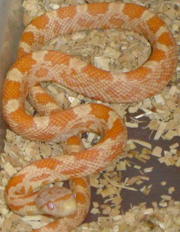 Amel 05 Male