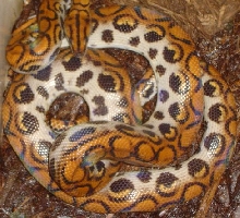 Male Brazilian