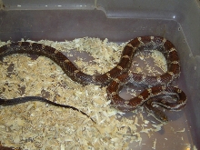 Double het for albino (Type I and II)
