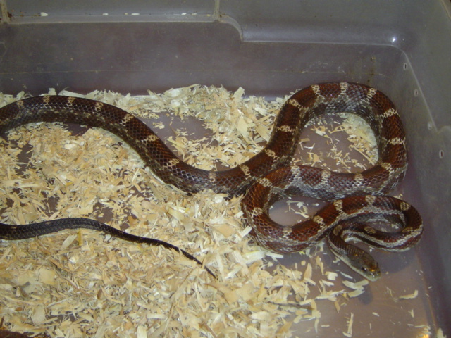 Double het for albino (Type I and II)
