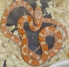 Amel Male (dh x dh)