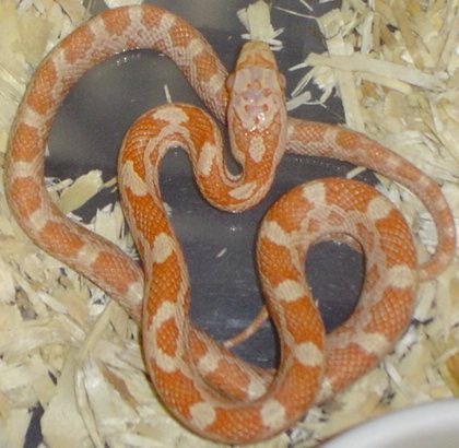 Amel Male (dh x dh)