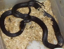 Female 04 Jet Black