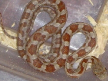 Female Rusty 05