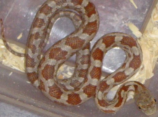 Female Rusty 05