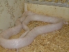 Patternless Albino