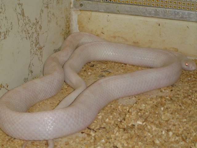 Patternless Albino