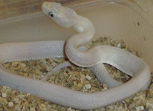 Male Leuy 05