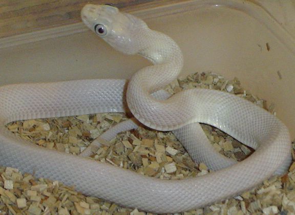 Male Leuy 05