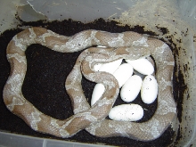 Lavender Black Ratsnake