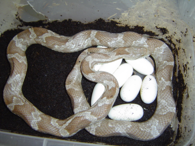 Lavender Black Ratsnake