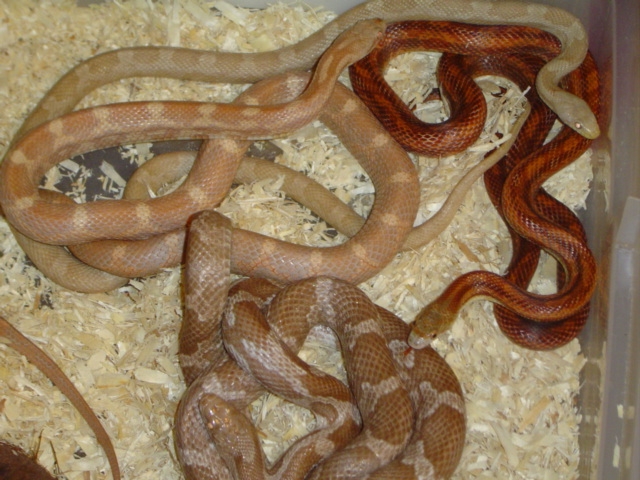 black rats