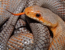 Bairdi Portrait