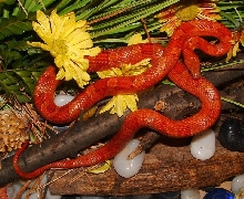 Bloodred