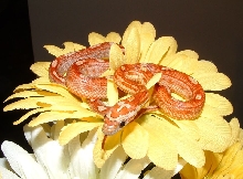 Hypo Mot on Flower