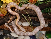Ice Corn Snake