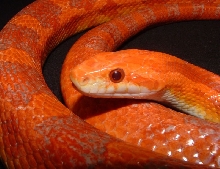 Lava Corn Snake