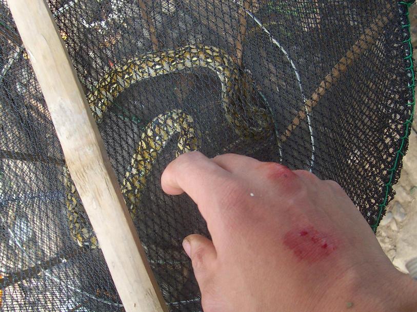 wild retic on a fish diet
