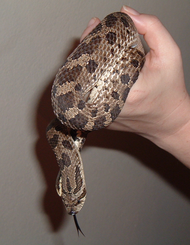 H. nasicus