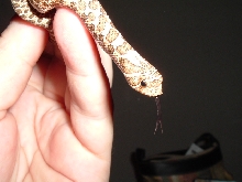 '03 male western hognose