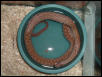 Speckled Hognose