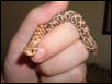 Female Hognoses 1