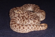 Female Western Hognose