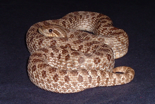 Female Western Hognose