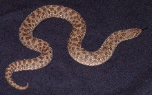 Female Western Hognose