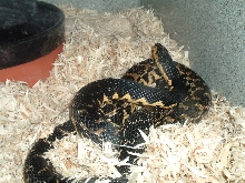 Malagasy Giant Hognose