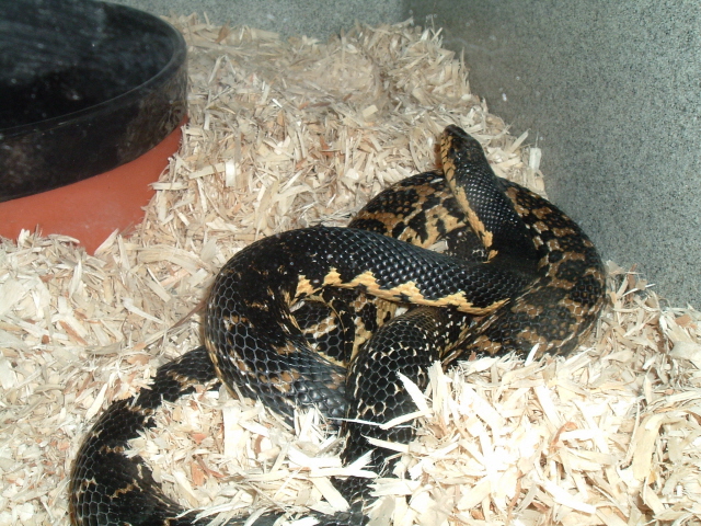 Malagasy Giant Hognose