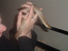Female Malagasy Blonde Hognose