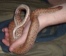 Speckled Hognose