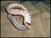 Western Hognose Faking Death