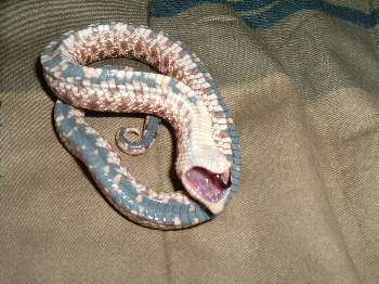 Western Hognose Faking Death