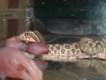 Western Hognose fang