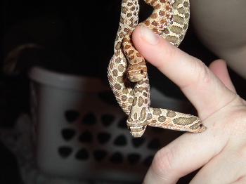 Western Hognose Trio