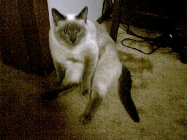 Suki