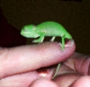 Nigel