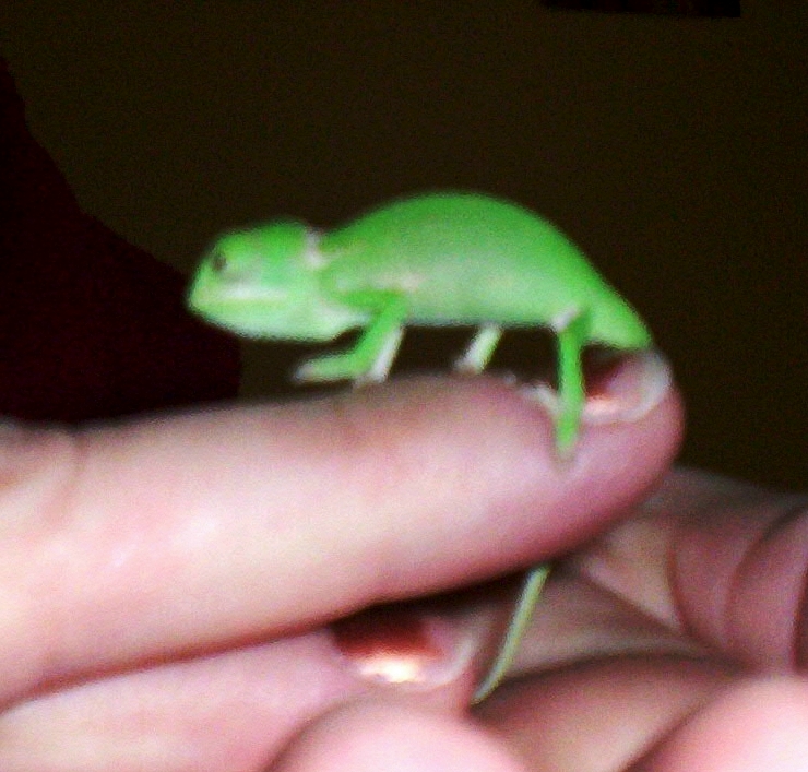 Nigel