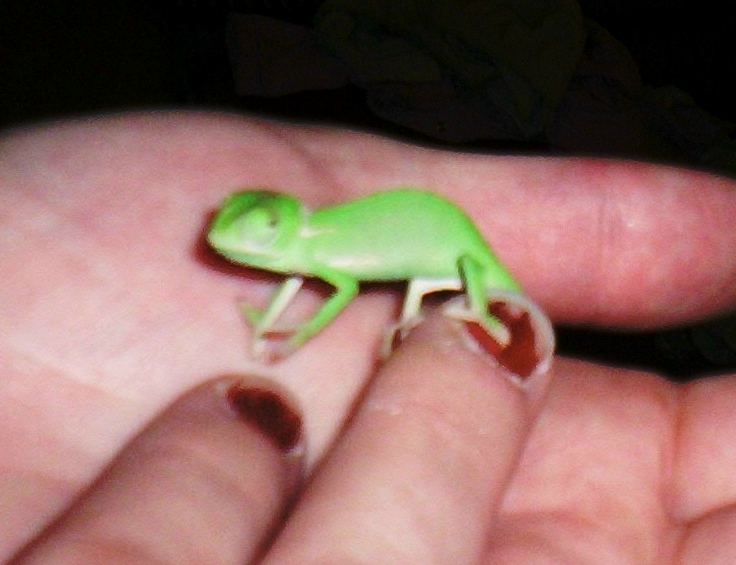 New Cham