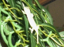 albino cham